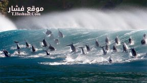 فيلم Oceans Our Blue Planet 2018 مترجم