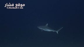 فيلم Sharks: Predators of the Deep 2024 مترجم