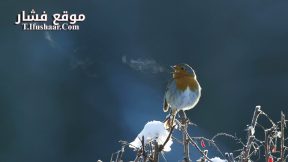 فيلم Attenborough’s Wonder of Song 2022 مترجم